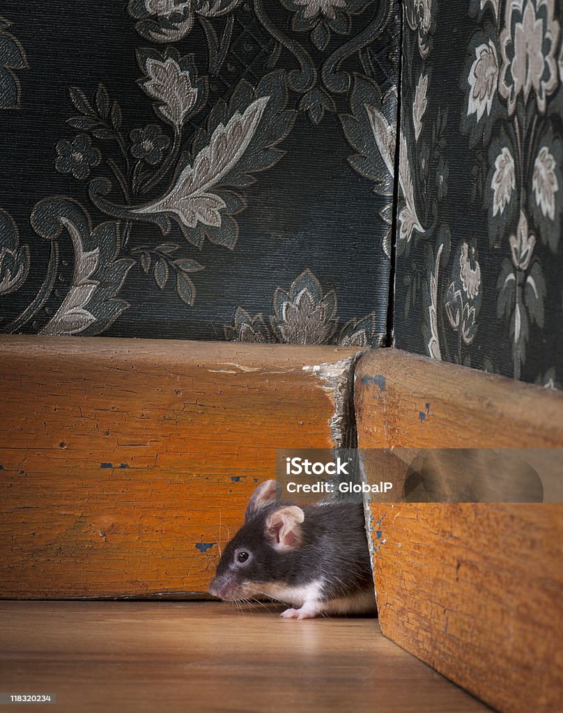 Ratón salen ot su orificio en old-fashioned habitación - Foto de stock de Ratón - Animal libre de derechos