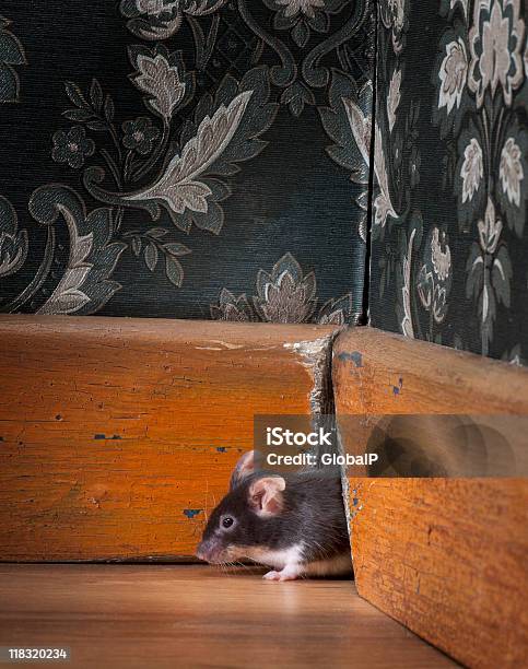 Ratón Salen Ot Su Orificio En Oldfashioned Habitación Foto de stock y más banco de imágenes de Ratón - Animal