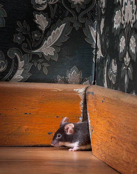 The wood mouse (Apodemus sylvaticus) is a murid rodent native to Europe and northwestern Africa. Studio shot on white.
