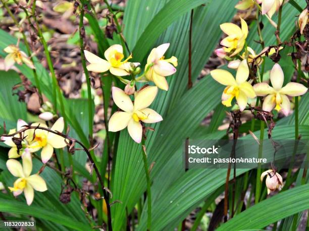 Foto de Pops Favorite Orquídea Terrestre Amarela e mais fotos de stock de  Amarelo - iStock