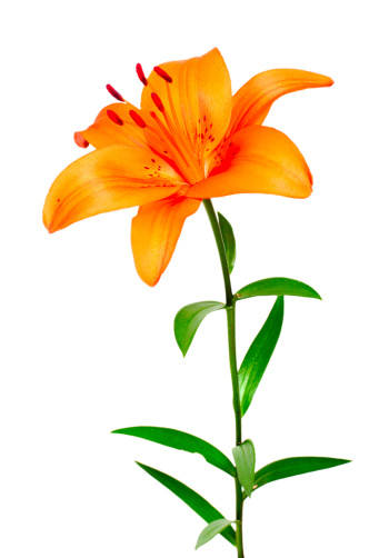 Beautiful flower lily