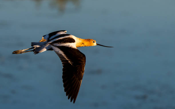 istock An American Avocet in Flight 1183203127
