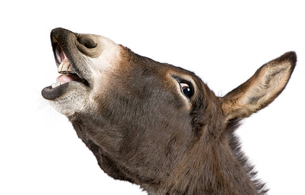 donkey (4 years old) animal lips photos stock pictures, royalty-free photos & images