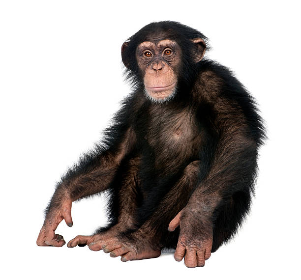 jeune chimpanzé-simia troglodytes (cinq ans - grand singe photos et images de collection