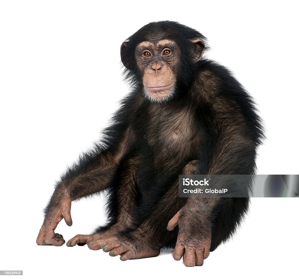 Giovane Scimpanzé-Simia troglodytes (5 anni - Foto stock royalty-free di Scimpanzé