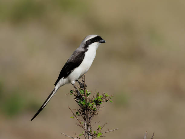 istock Grey-backed fiscal shrike, Lanius excubitoroides, 1183204364