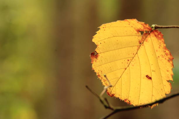 beautifully colored leaves in autumn