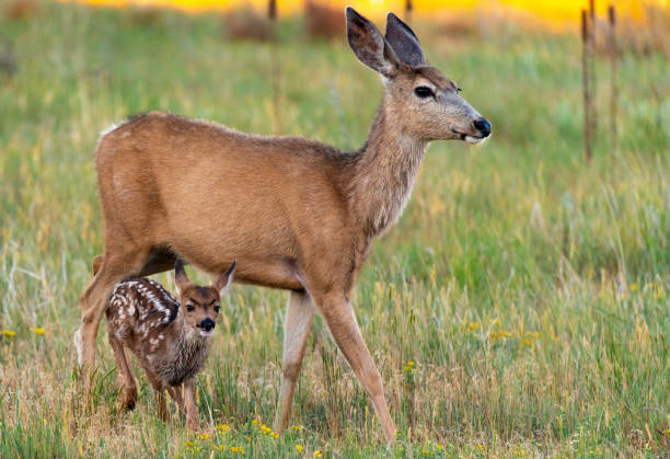 istock A Mule Deer with Her Baby Fawn in a Meadow 1183204842