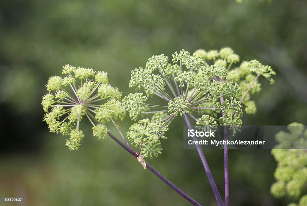 Angelica plan - Foto de stock de Angélica - Hierba libre de derechos