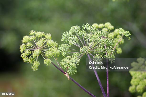 Angelica Plan Foto de stock y más banco de imágenes de Angélica - Hierba - Angélica - Hierba, Flora, Verde - Color