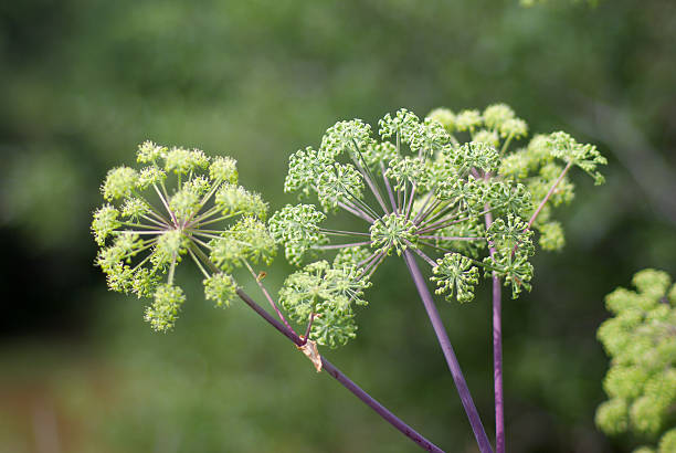 Close up of flowers of angelica plant stock photo