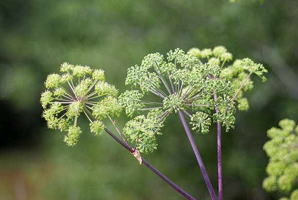 angelika plan - angelica plant flower uncultivated zdjęcia i obrazy z banku zdjęć