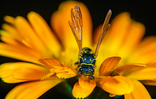 A Close up of a pretty yellowjacket on a flower
