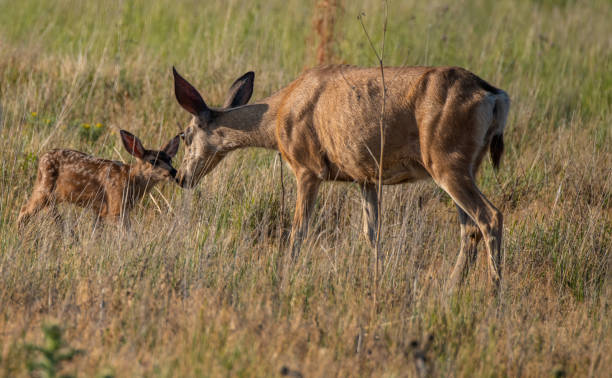 istock A Mule Deer with Her Twin Fawns in a Meadow 1183207053
