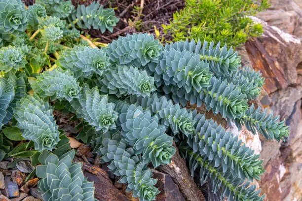 A striking Euphorbia plant growing in autumn