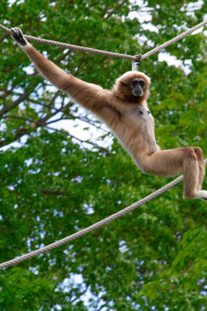 istock monkey, gibbon 1183213760