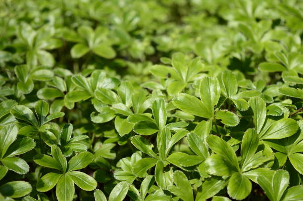 istock alchemilla plicatula with shiny green leaves 1183215080
