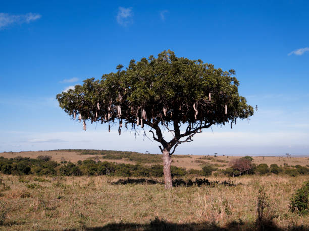 Sausage Tree, Kigelia africana, Kenya, September 2019