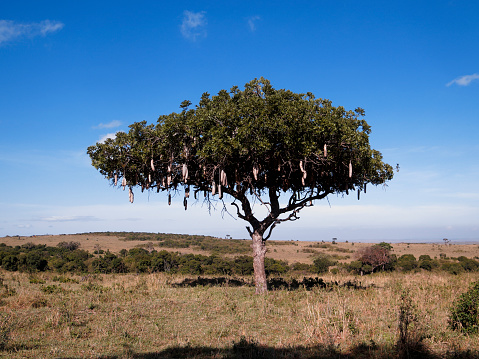 Sausage Tree, Kigelia africana, Kenya, September 2019