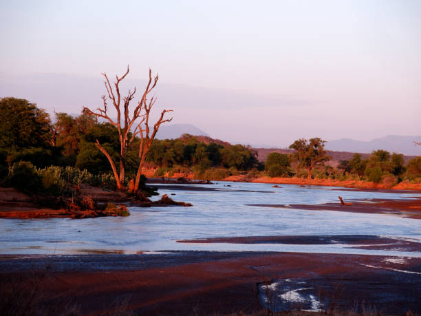 istock Samburu National Reserve, Kenya 1183215421