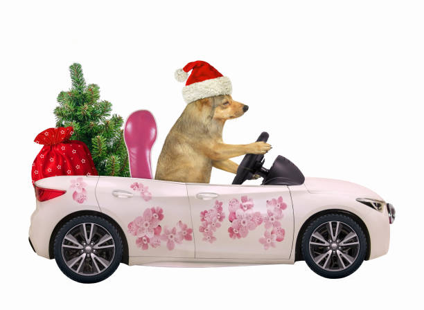 istock Dog in pink car with Christmas tree 1183216027