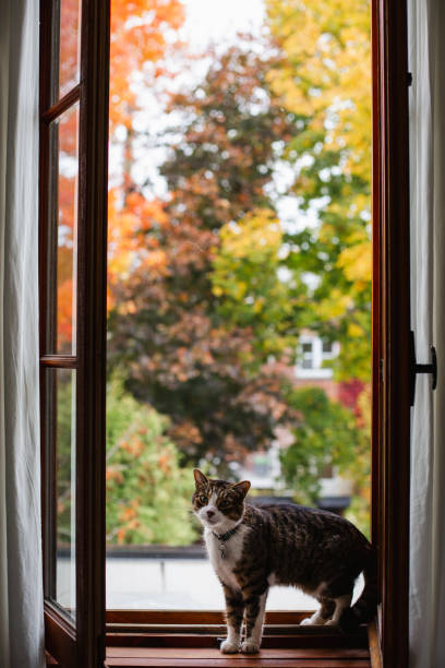 istock Tabby cat on a window sill at fall season 1183217217