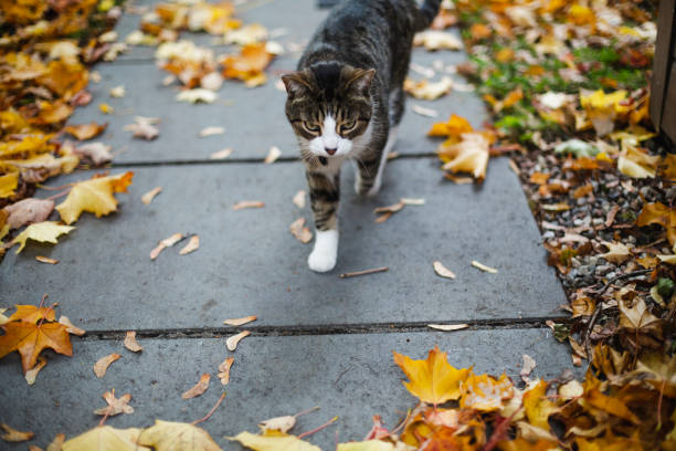 istock Tabby cat walking in colorful autumn leaves 1183217382