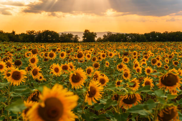 istock sunflower field during golden sunset 1183218006