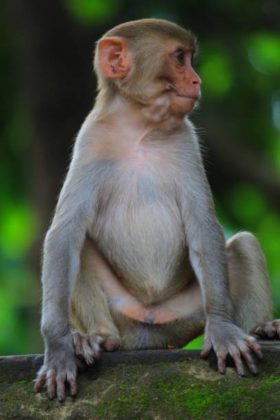 istock Cute Little baby monkey sitting on brick wall 1183219375