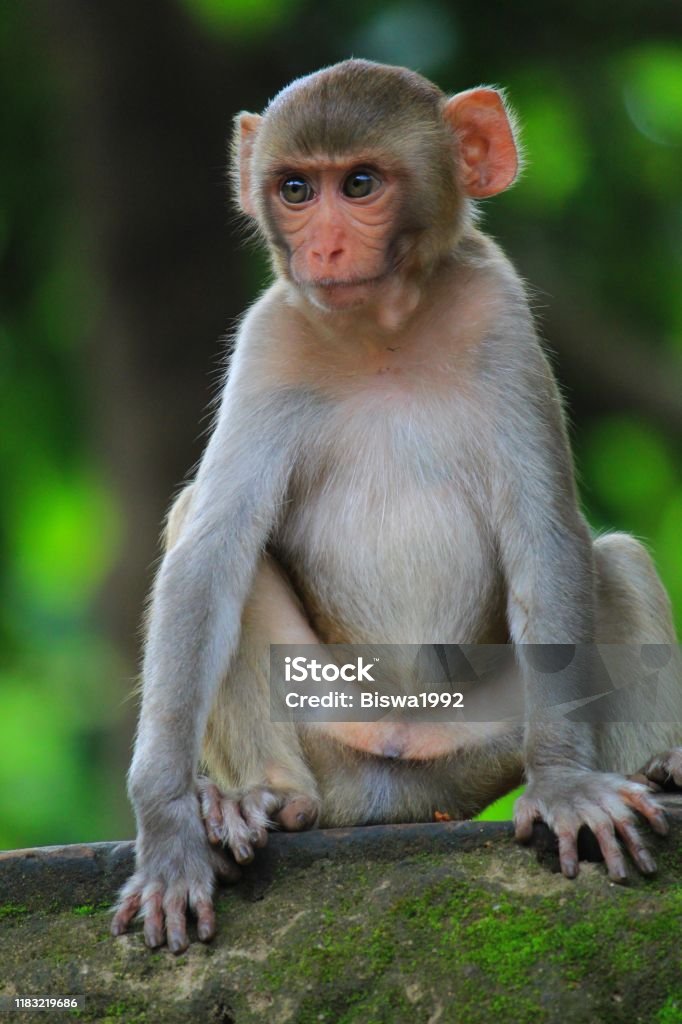 Cute Little Baby Monkey Face Cute Animal Wallpaper Hd Stock Photo - Download Image Now - iStock Cute Little Baby Monkey Face Cute Animal Wallpaper Hd Stock Photo - Download Image Now - iStock