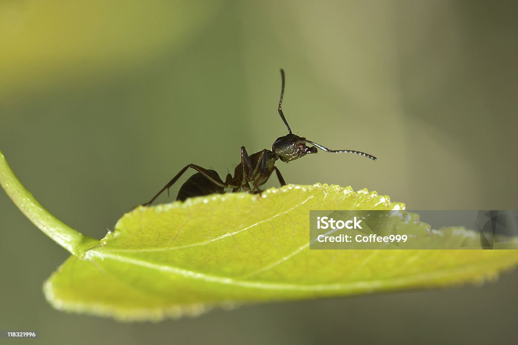 Black Ant na Liść - Zbiór zdjęć royalty-free (Bliskie zbliżenie)