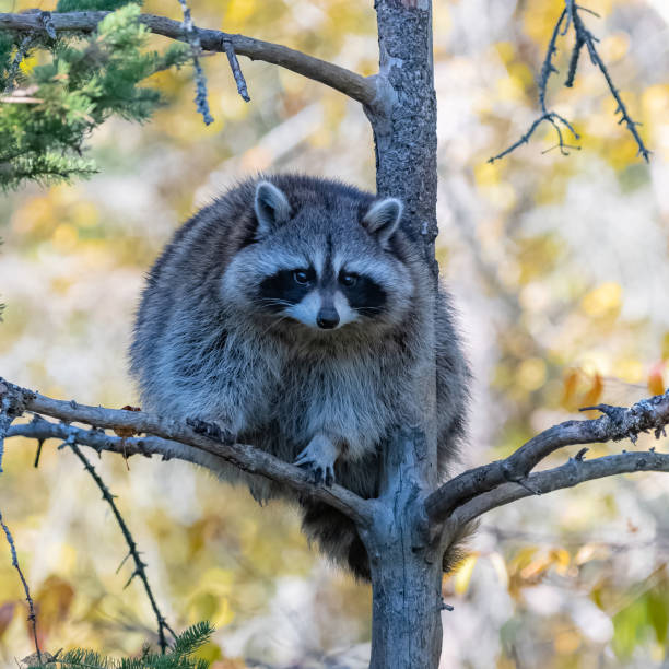 A cute racoon on a tree A cute racoon on a tree in Canada, Procyon lotor, portrait animal night raccoon mask stock pictures, royalty-free photos & images