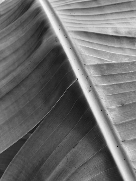 istock Banana leaf - black and white 1183221968