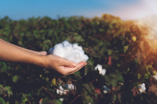istock Woman is holding natural cotton 1183222409