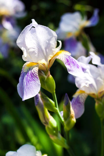 istock Iris flower closeup on green garden background 1183222637