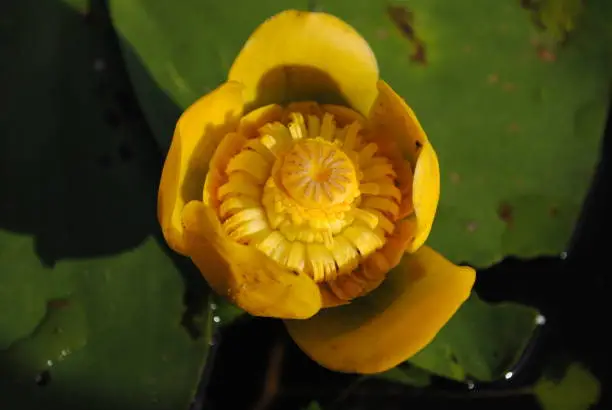 Nuphar lutea, the yellow water-lily, or brandy-bottle is an aquatic plant of the family Nymphaeaceae, native to temperate regions of Europe, northwest Africa, and western Asia.