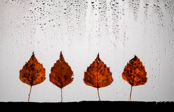 autumn leaves for rainy glass. concept of fall season. stock photo