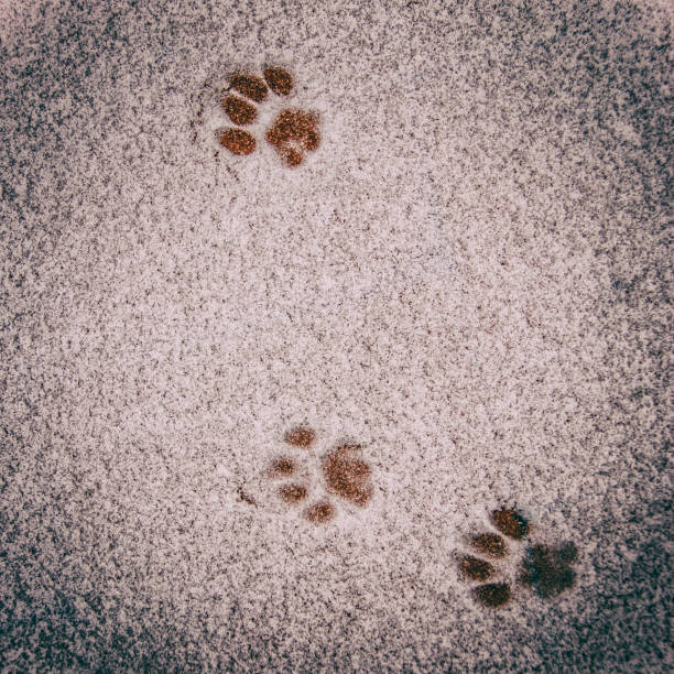 Oldie retro vintage cat footprint in snow