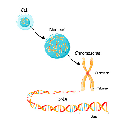 From Gene to DNA and Chromosome in cell structure. genome sequence. Telomere in DNA located at the ends of chromosomes