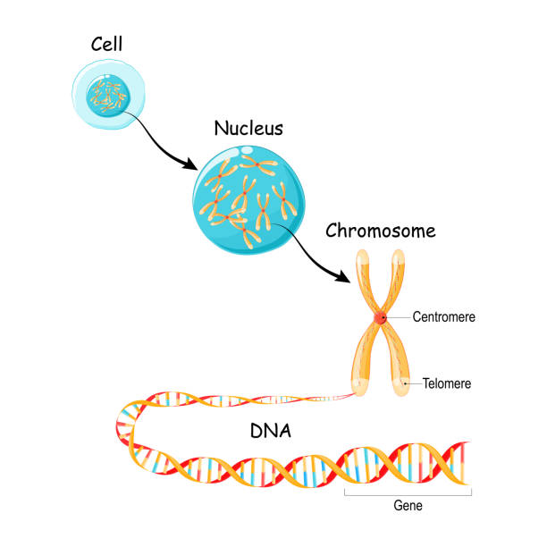 From Gene to DNA and Chromosome in cell structure. From Gene to DNA and Chromosome in cell structure. genome sequence. Telomere in DNA located at the ends of chromosomes nucleus stock illustrations