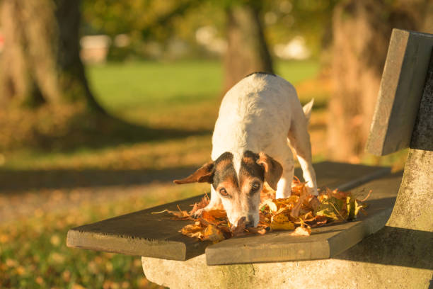 cute 13 years old jack russell terries  dog is standing on a park bench in autumn - leaf autumn falling tree imagens e fotografias de stock