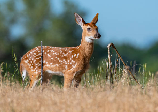 istock A White-tailed Deer Fawn in a Meadow 1183224663