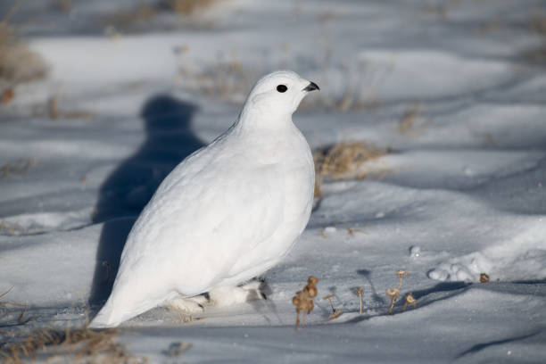 istock White-tailed Ptarmigan in Beautiful White Plumage 1183224971