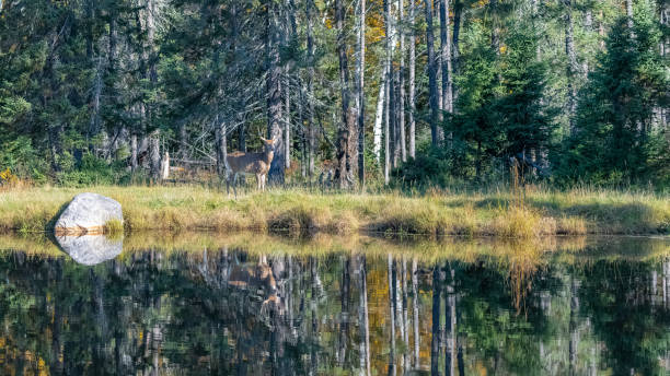 istock Canada, a deer standing in the forest 1183225206