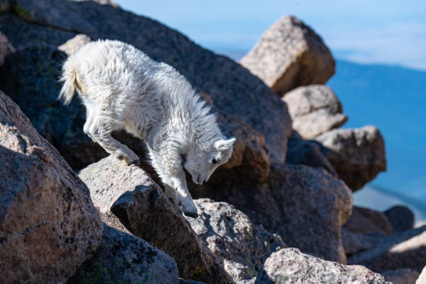 istock A Baby Mountain Goat Climbing Down Roocks 1183226247