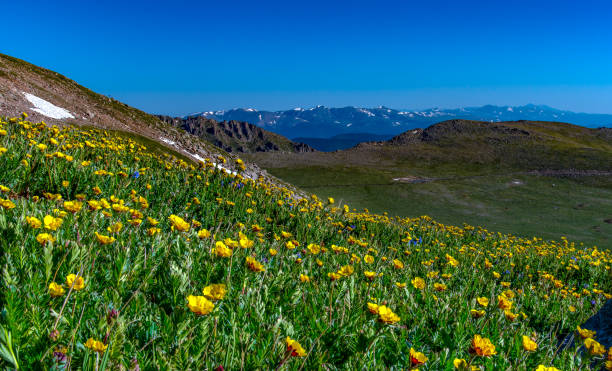 istock A Springtime Mountain Meadow With Flowers in Spring 1183226819