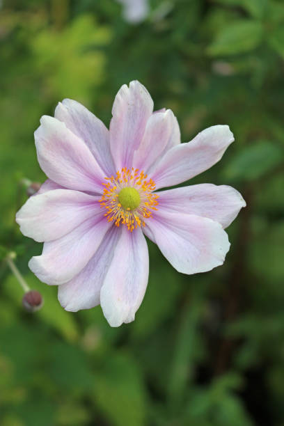 istock Pink Japanese Anemone flower 1183227832