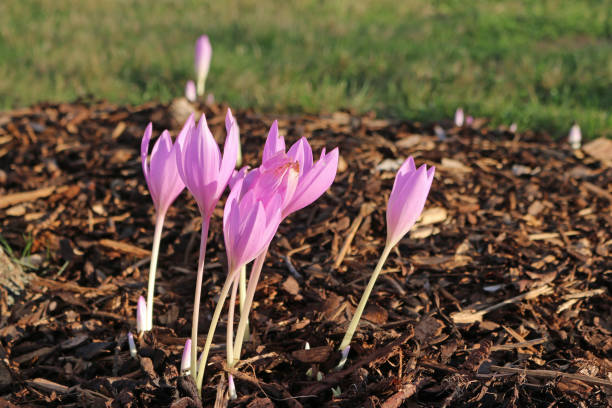 luční saffron květiny - ocún-jesenní - stock snímky, obrázky a fotky