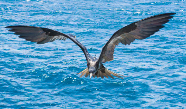 istock Flying Magnificent Frigate Male 1183229720