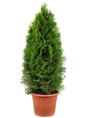 Thuja garden bush in a terracotta pot isolated on white background